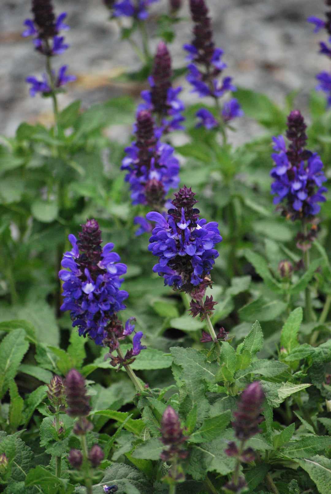 Salvia nemorosa 'Blue Marvel' (Sage)
