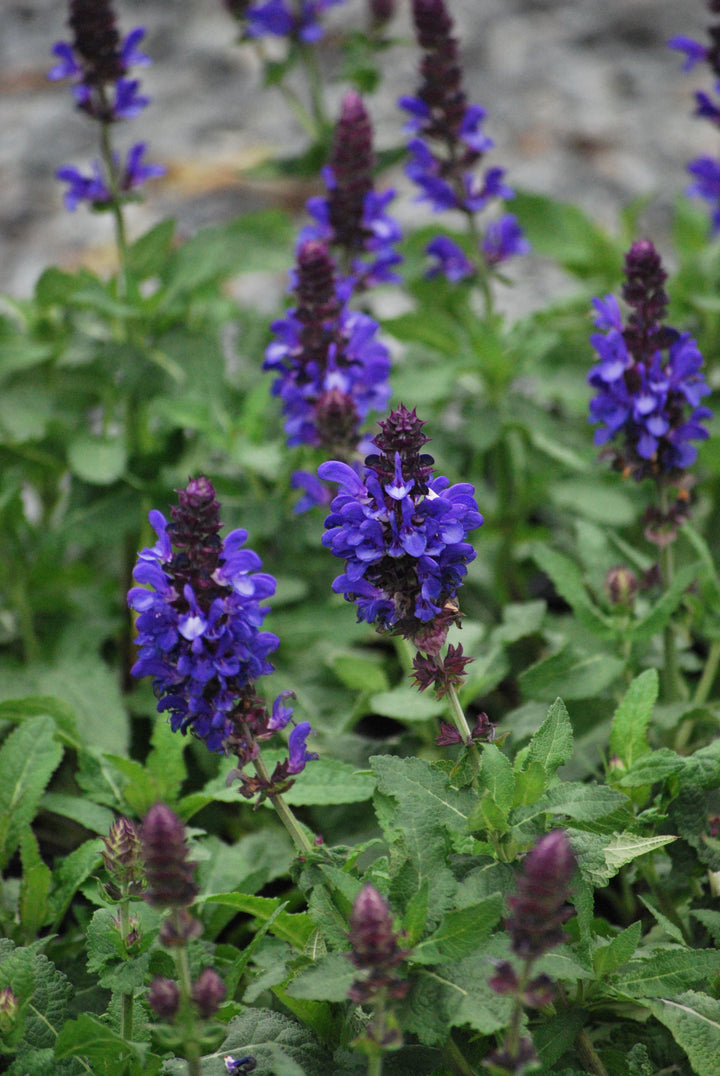 Salvia nemorosa 'Blue Marvel' (Sage)