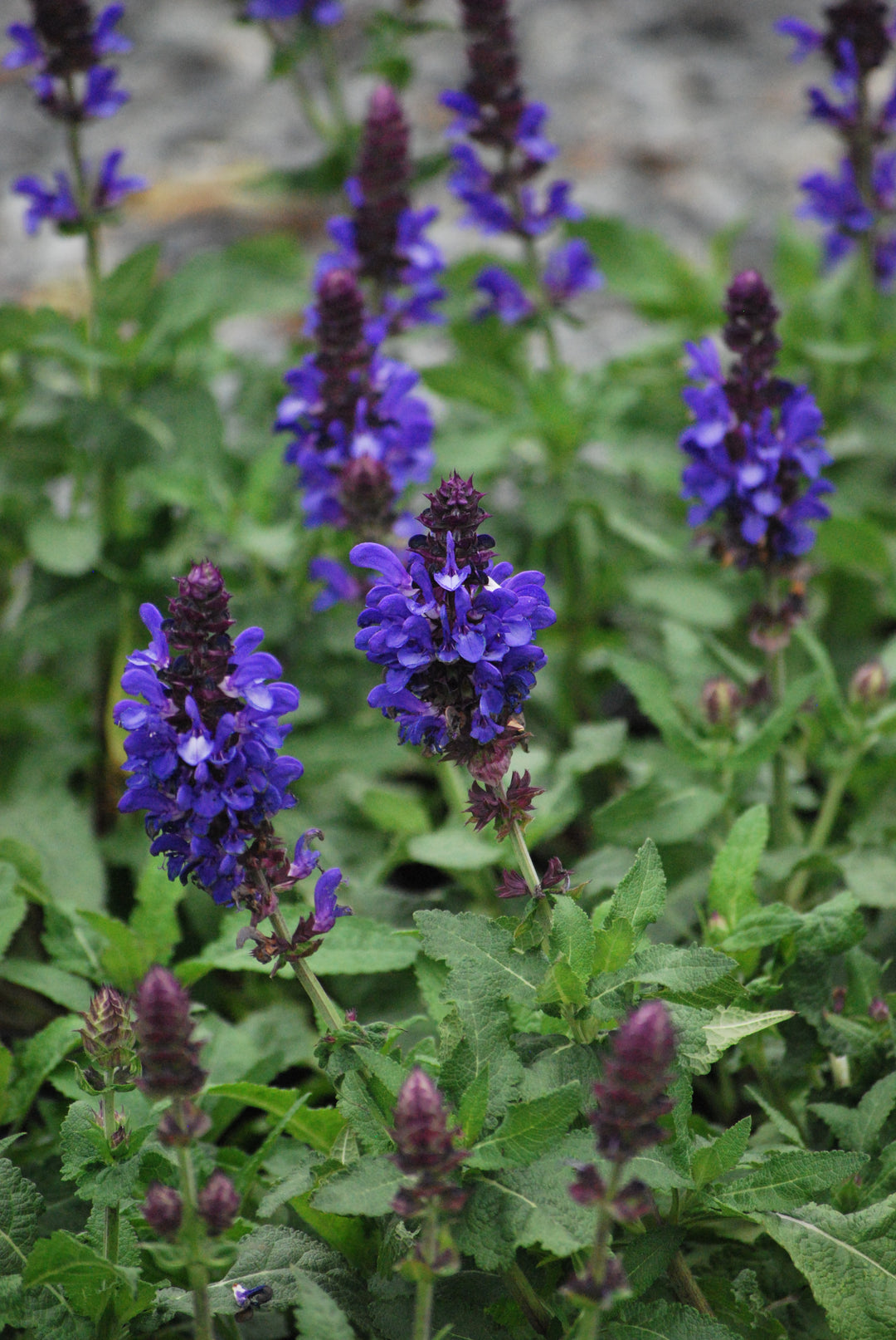 Salvia nemorosa 'Blue Marvel' (Sage)