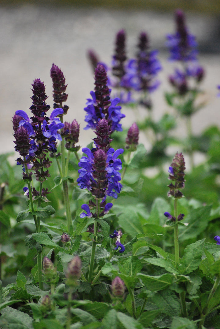 Salvia nemorosa 'Blue Marvel' (Sage)