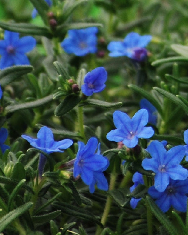 Lithodora Tidepool™ Sky Blue (Lithodora)