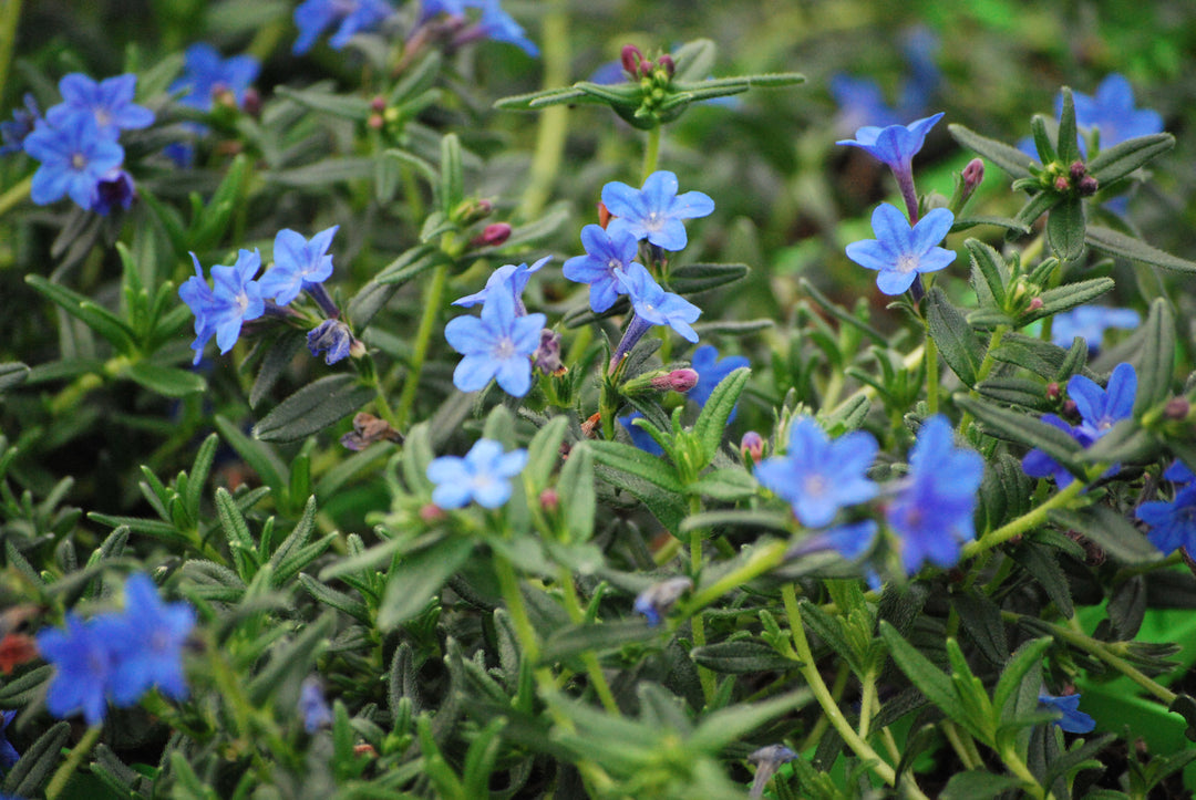 Lithodora Tidepool™ Sky Blue (Lithodora)