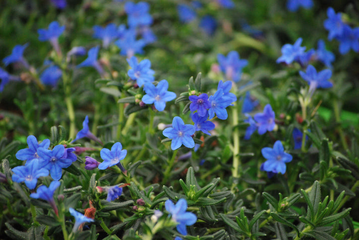 Lithodora Tidepool™ Sky Blue (Lithodora)