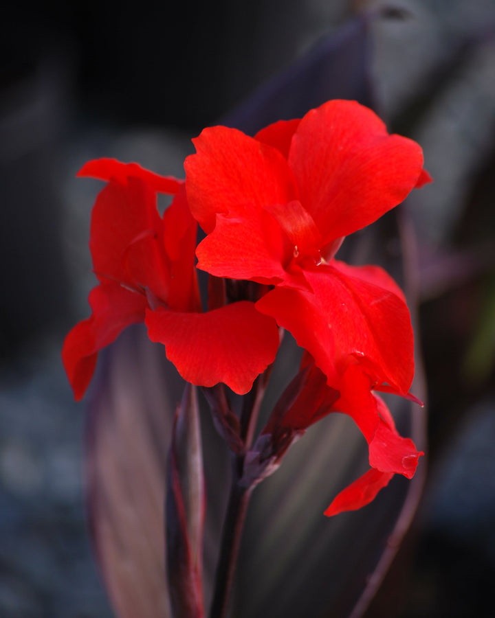 Canna Cannova® Bronze Scarlet (Canna Lily)