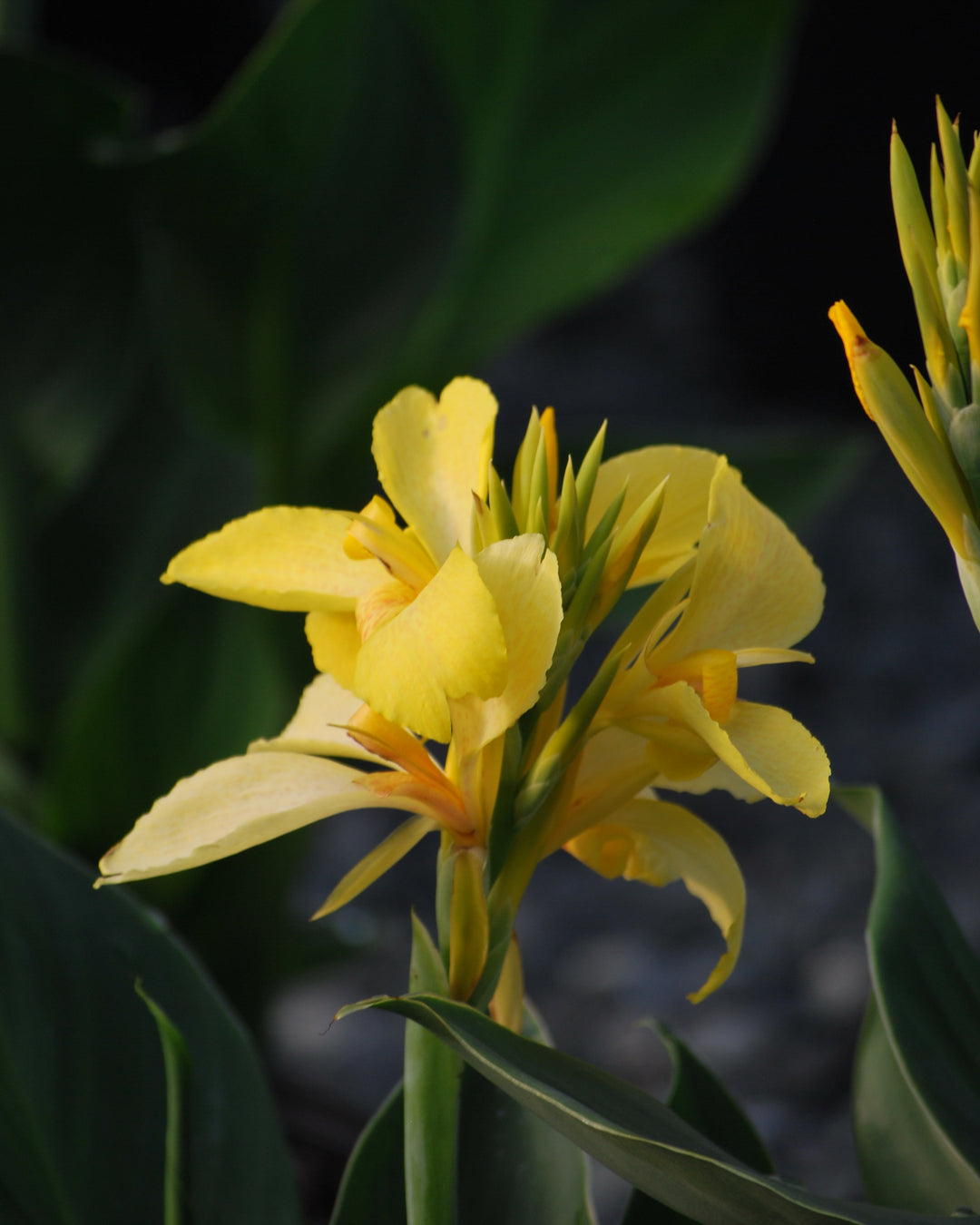 Canna Cannova® Yellow (Canna Lily)