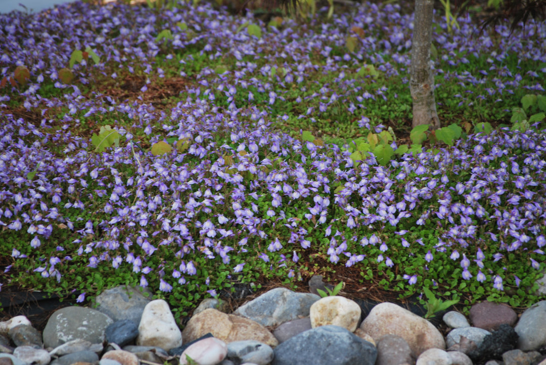 Mazus reptans (Creeping Blue Mazus)