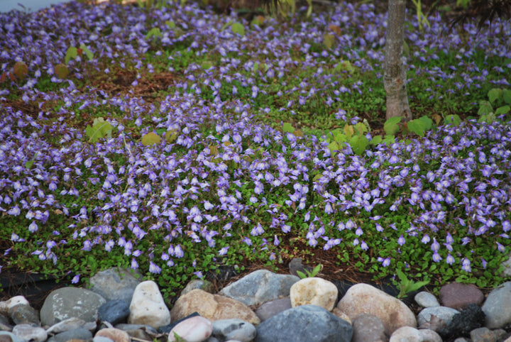 Mazus reptans (Creeping Blue Mazus)