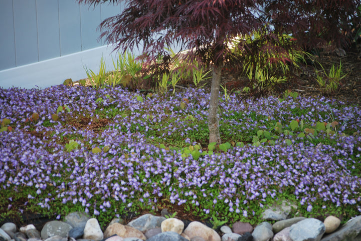 Mazus reptans (Creeping Blue Mazus)