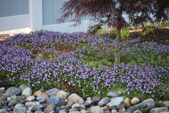Mazus reptans (Creeping Blue Mazus)