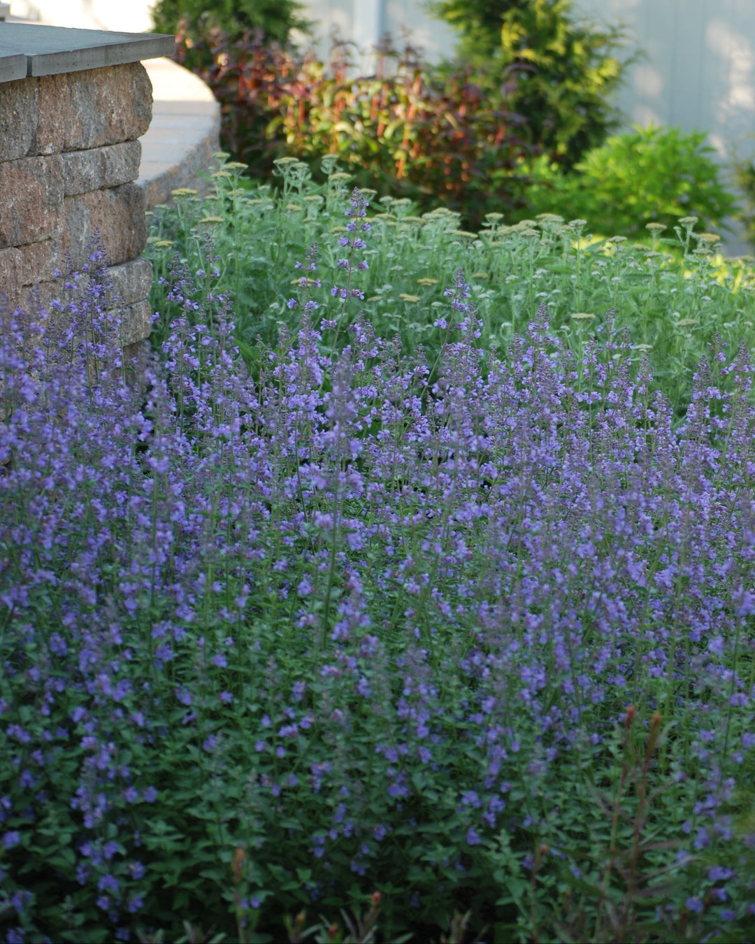 Nepeta x faassenii 'Walker's Low' (Catmint)