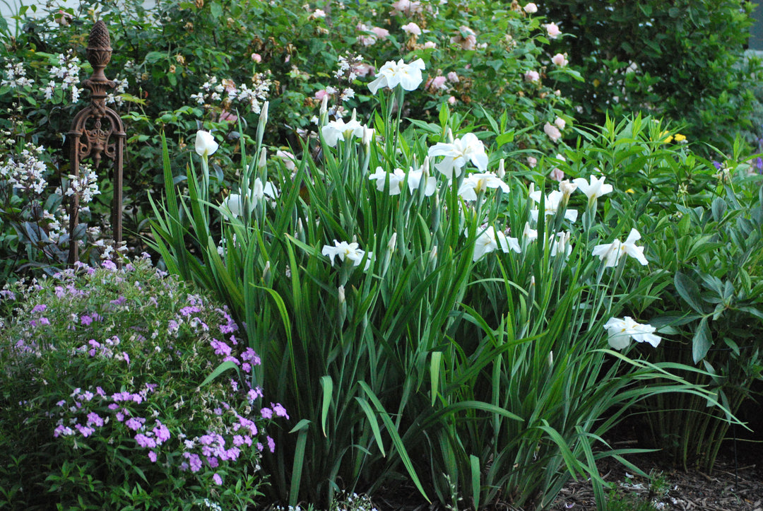 Iris ensata 'Moonlight Waves' (Japanese Iris)