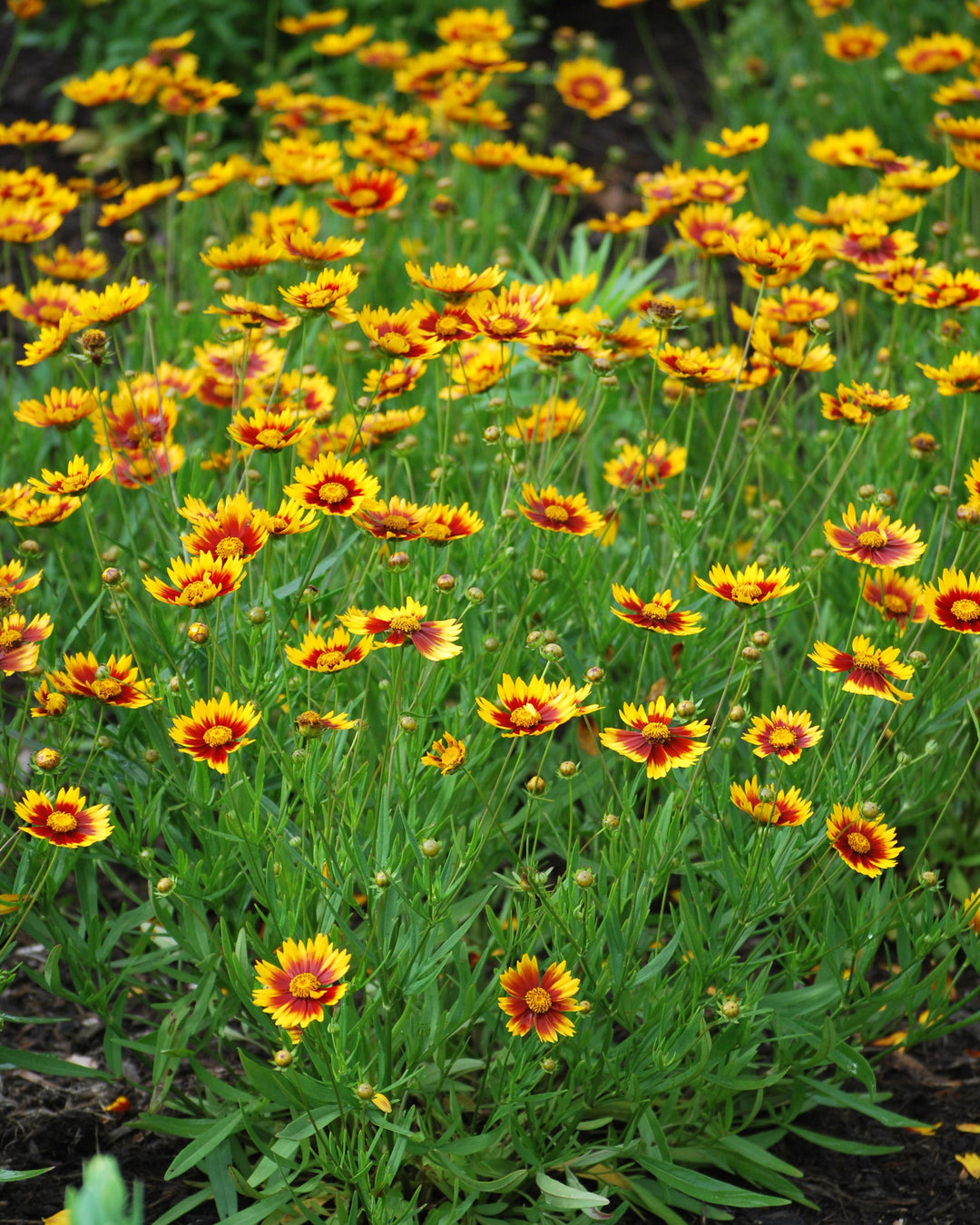 Coreopsis x L'il Bang™ 'Daybreak' (Tickseed)