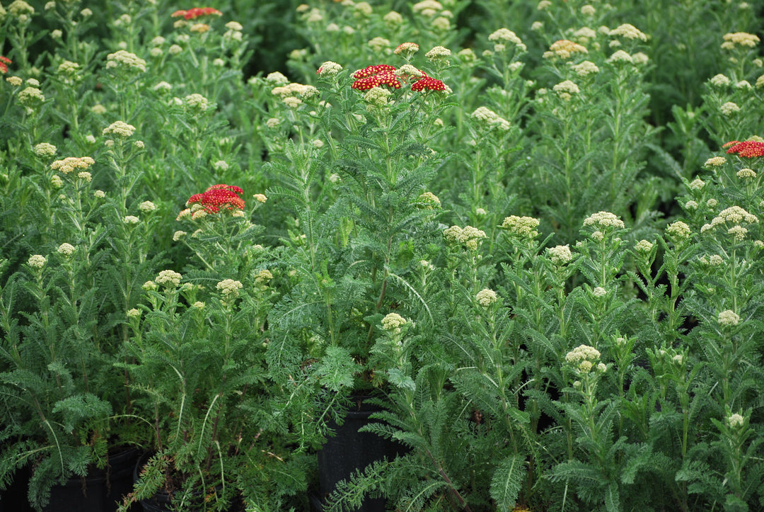 Achillea millefolium 'Strawberry Seduction' (Yarrow)