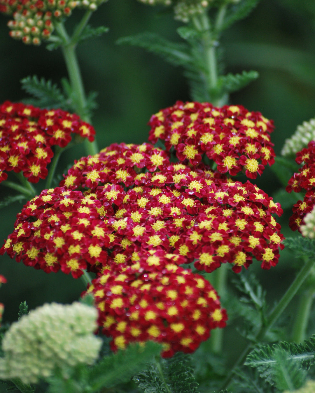 Achillea millefolium 'Strawberry Seduction' (Yarrow)
