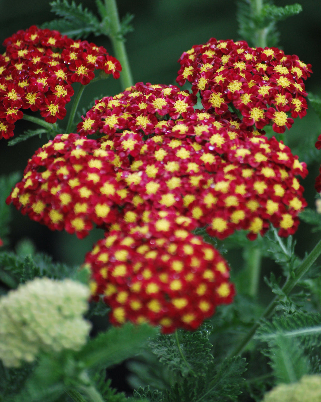Achillea millefolium 'Strawberry Seduction' (Yarrow)