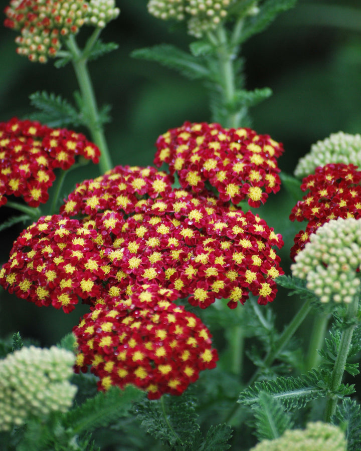 Achillea millefolium 'Strawberry Seduction' (Yarrow)