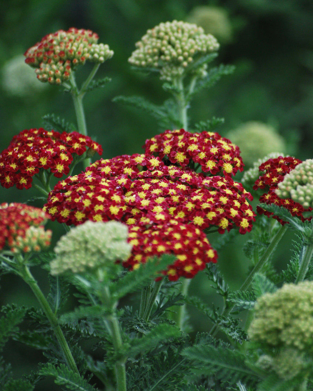 Achillea millefolium 'Strawberry Seduction' (Yarrow)