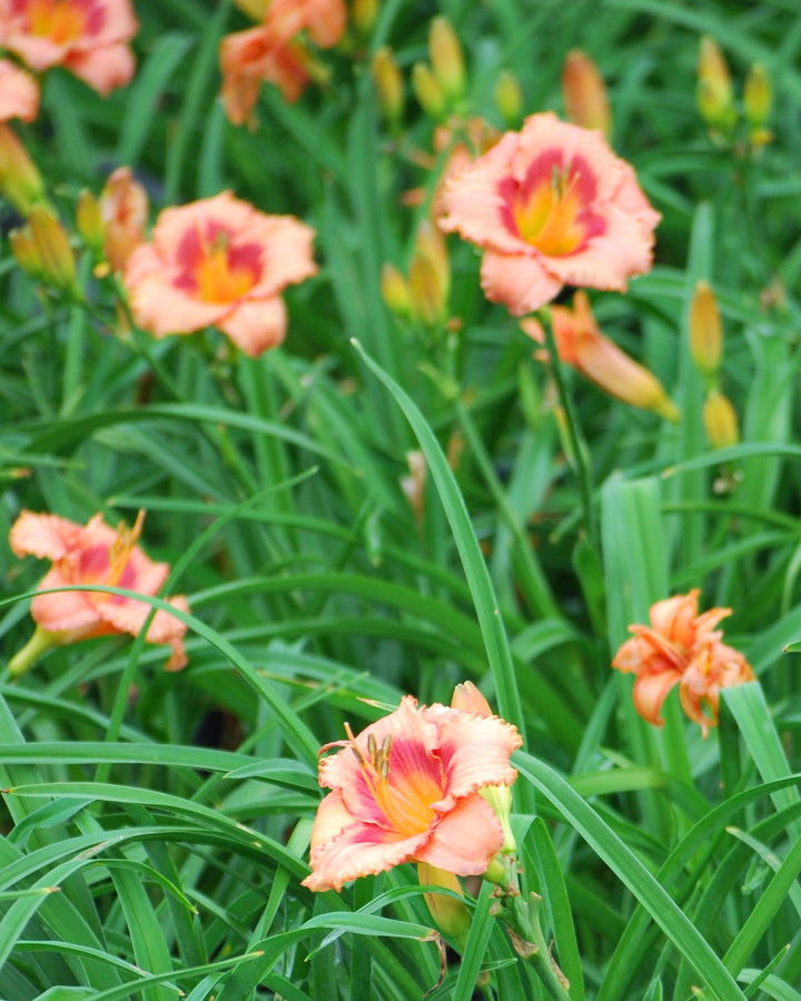 Hemerocallis 'Rosy Returns' (Daylily)