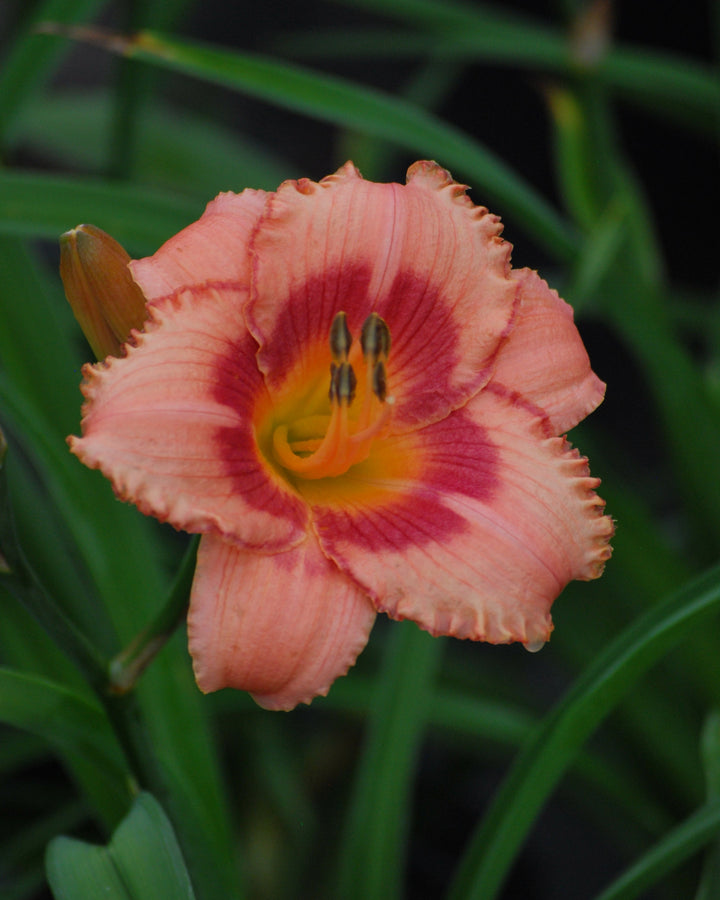 Hemerocallis 'Strawberry Candy' (Daylily)