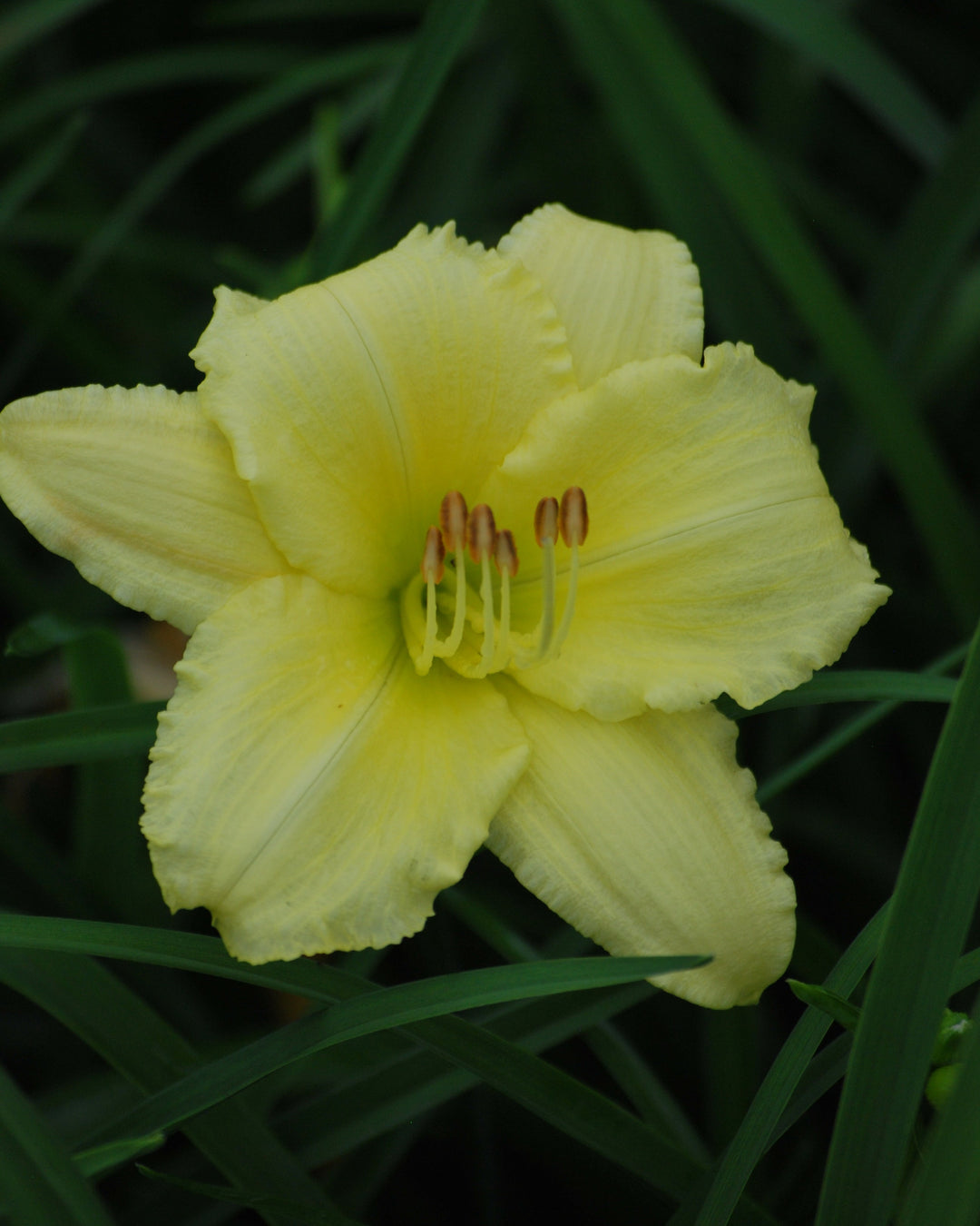 Hemerocallis 'Gail's Fragrant Treasure' (Daylily)