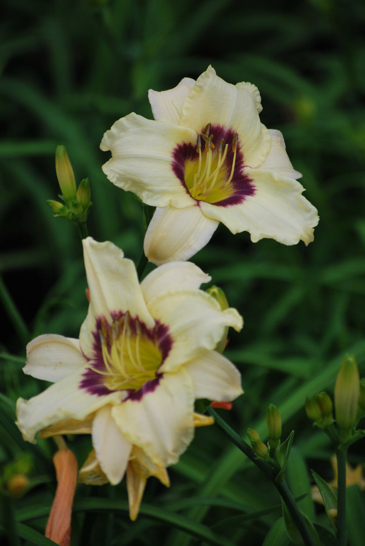 Hemerocallis 'Pandora's Box' (Daylily)