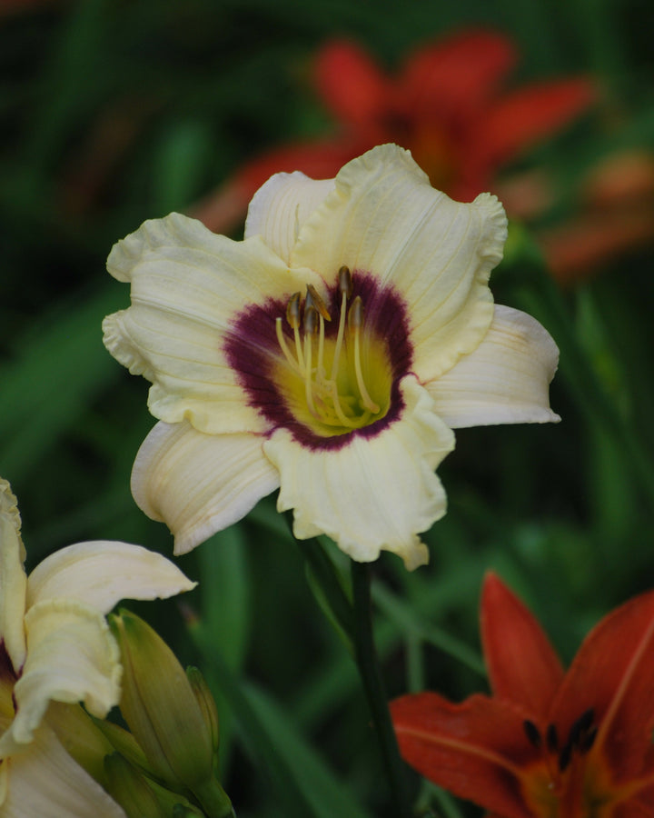 Hemerocallis 'Pandora's Box' (Daylily)