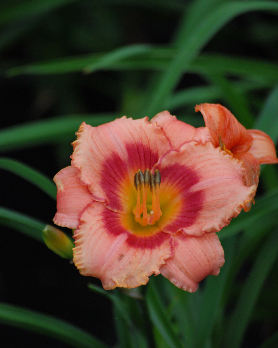 Hemerocallis 'Strawberry Candy' (Daylily)