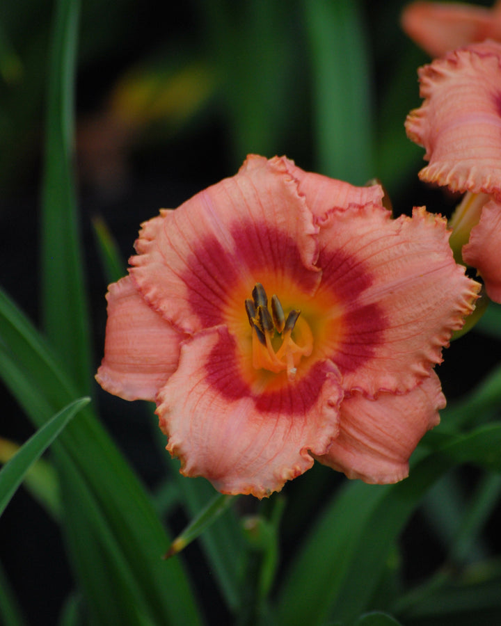 Hemerocallis 'Strawberry Candy' (Daylily)