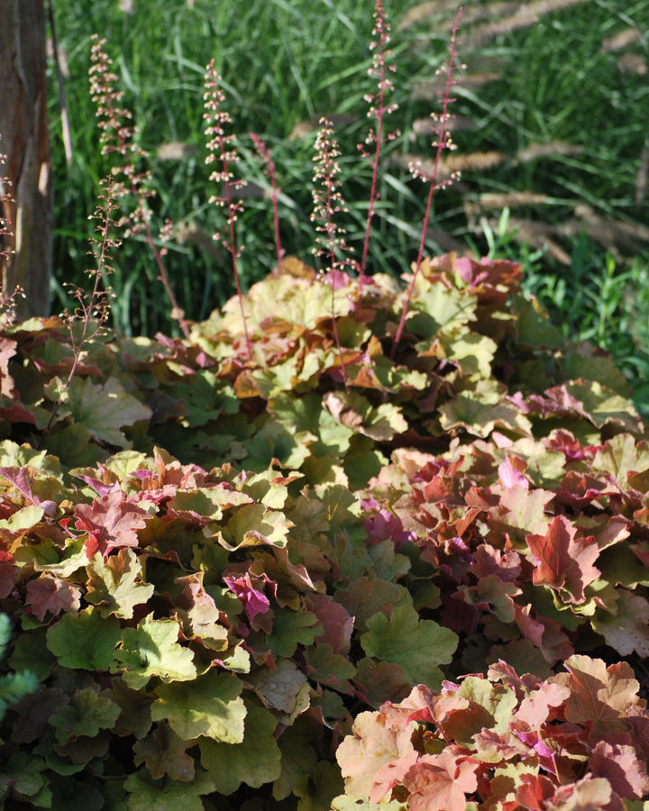 Heuchera x villosa 'Caramel' (Coral Bells)