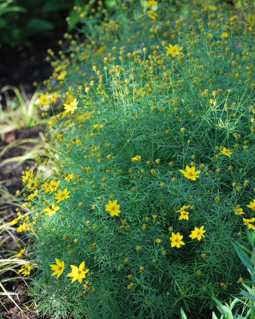Coreopsis verticillata 'Zagreb' (Tickseed)