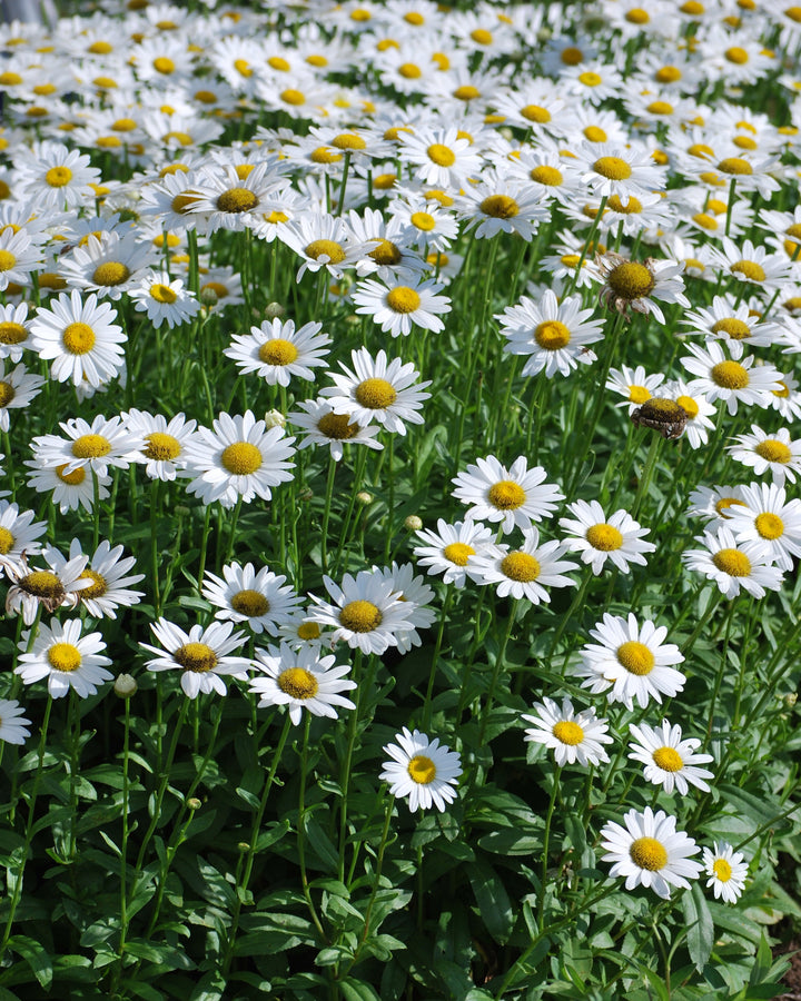 Leucanthemum x 'Becky' (Shasta Daisy)