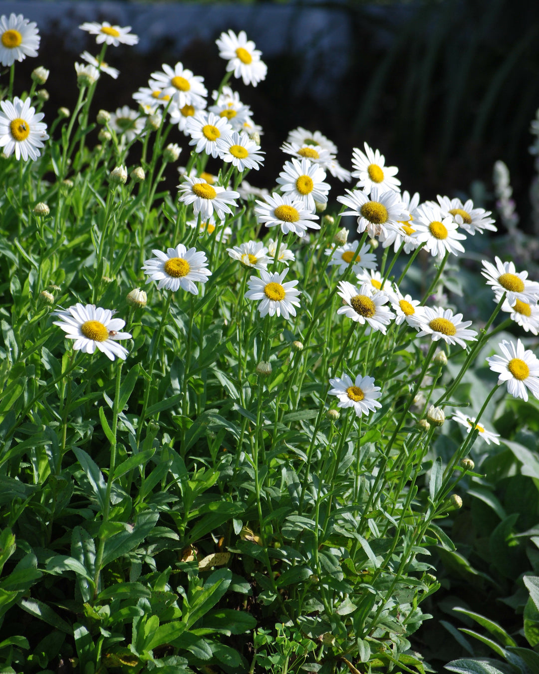 Leucanthemum x 'Becky' (Shasta Daisy)