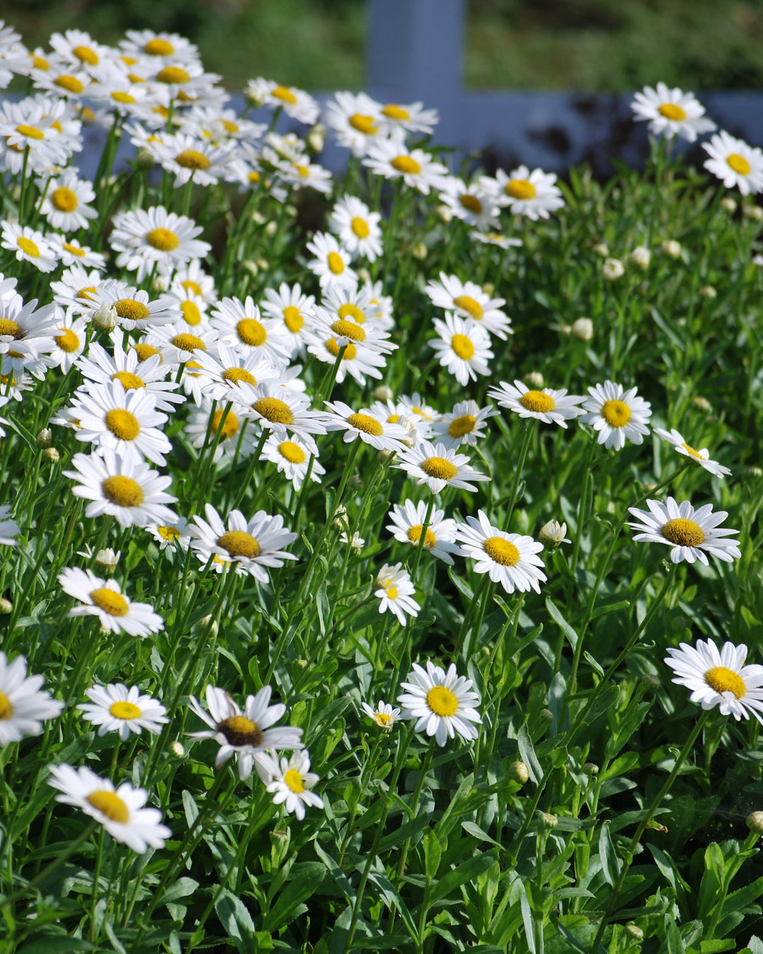 Leucanthemum x 'Becky' (Shasta Daisy)