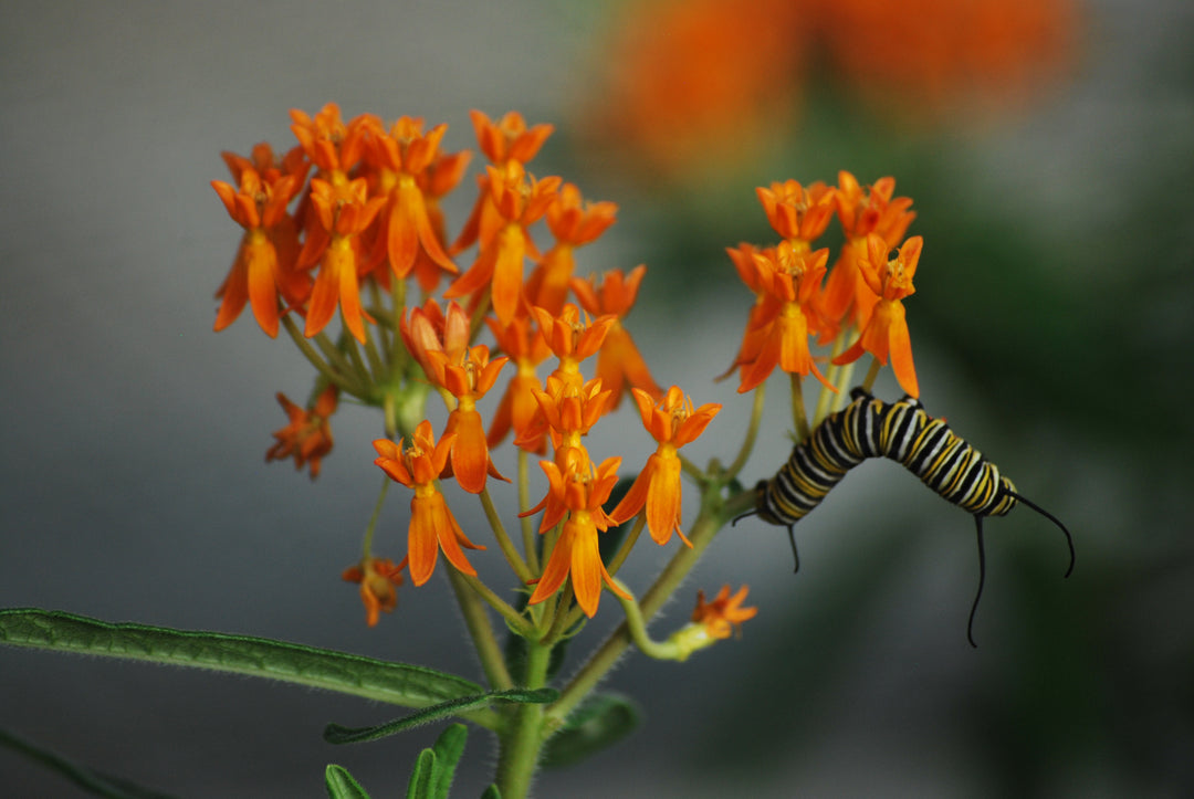 Asclepias tuberosa (Butterfly Weed)