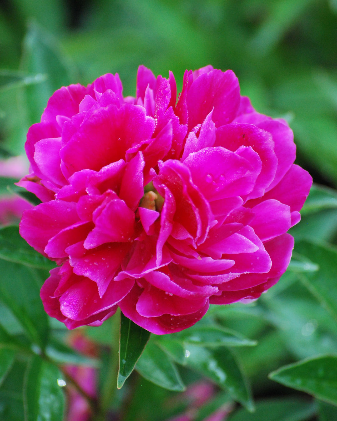 Paeonia lactiflora 'Victoire de la Marne' (Garden Peony)