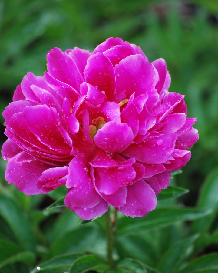 Paeonia lactiflora 'Victoire de la Marne' (Garden Peony)