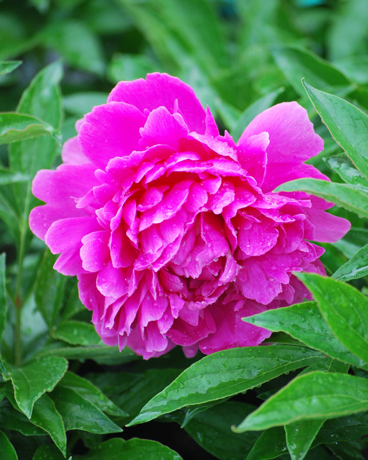 Paeonia lactiflora 'Felix Crousse' (Garden Peony)