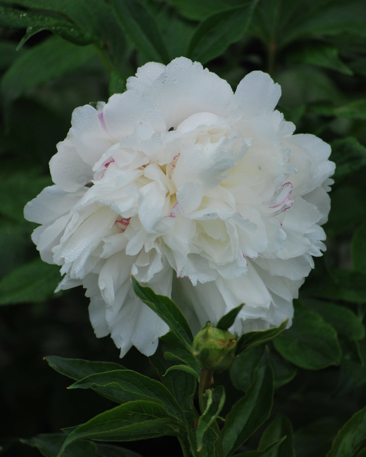 Paeonia l. 'Shirley Temple' (Garden Peony)
