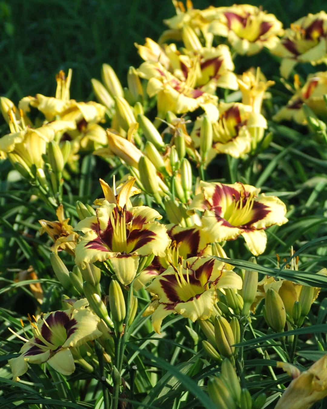 Hemerocallis 'El Desperado' (Daylily)