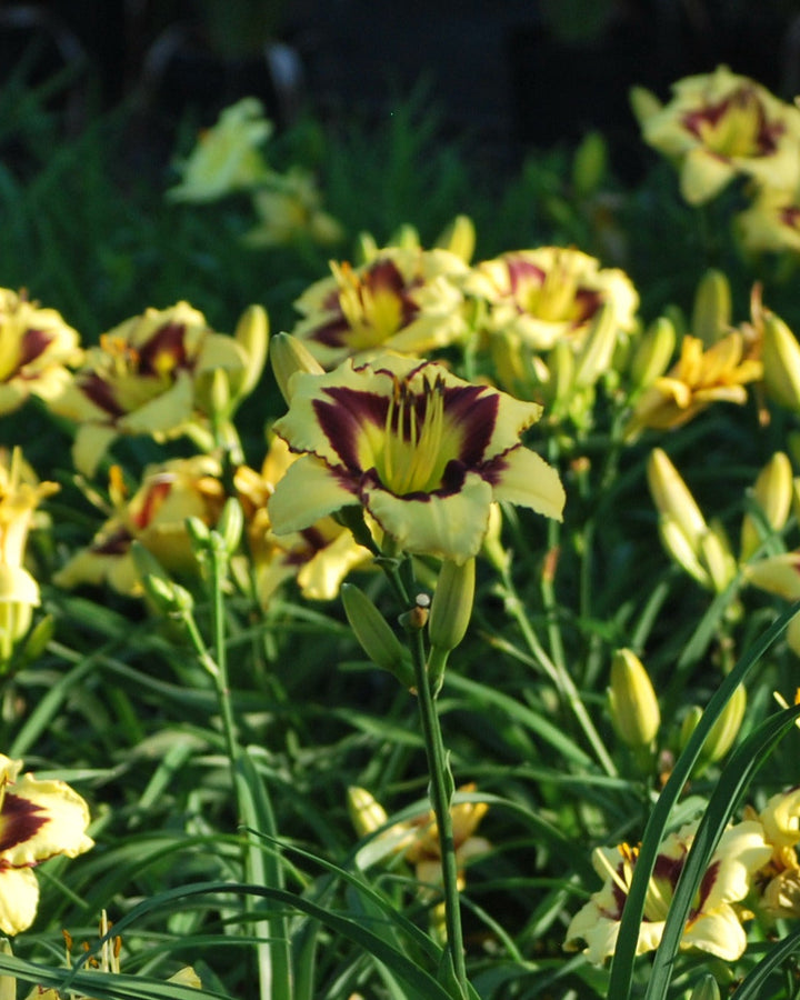 Hemerocallis 'El Desperado' (Daylily)