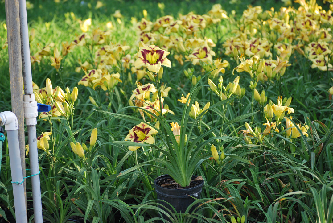 Hemerocallis 'El Desperado' (Daylily)