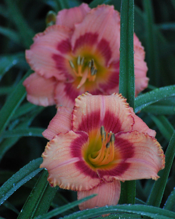 Hemerocallis 'Strawberry Candy' (Daylily)