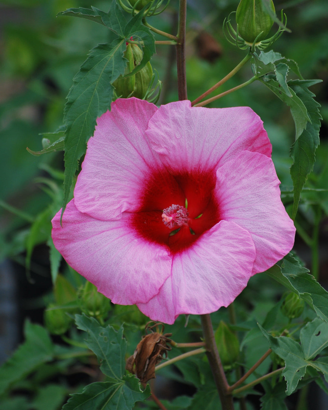 Hibiscus moscheutos 'Lady Baltimore' (Hardy Hibiscus)