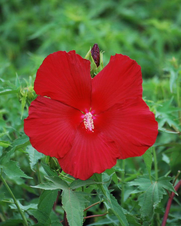 Hibiscus moscheutos 'Lord Baltimore' (Hardy Hibiscus)
