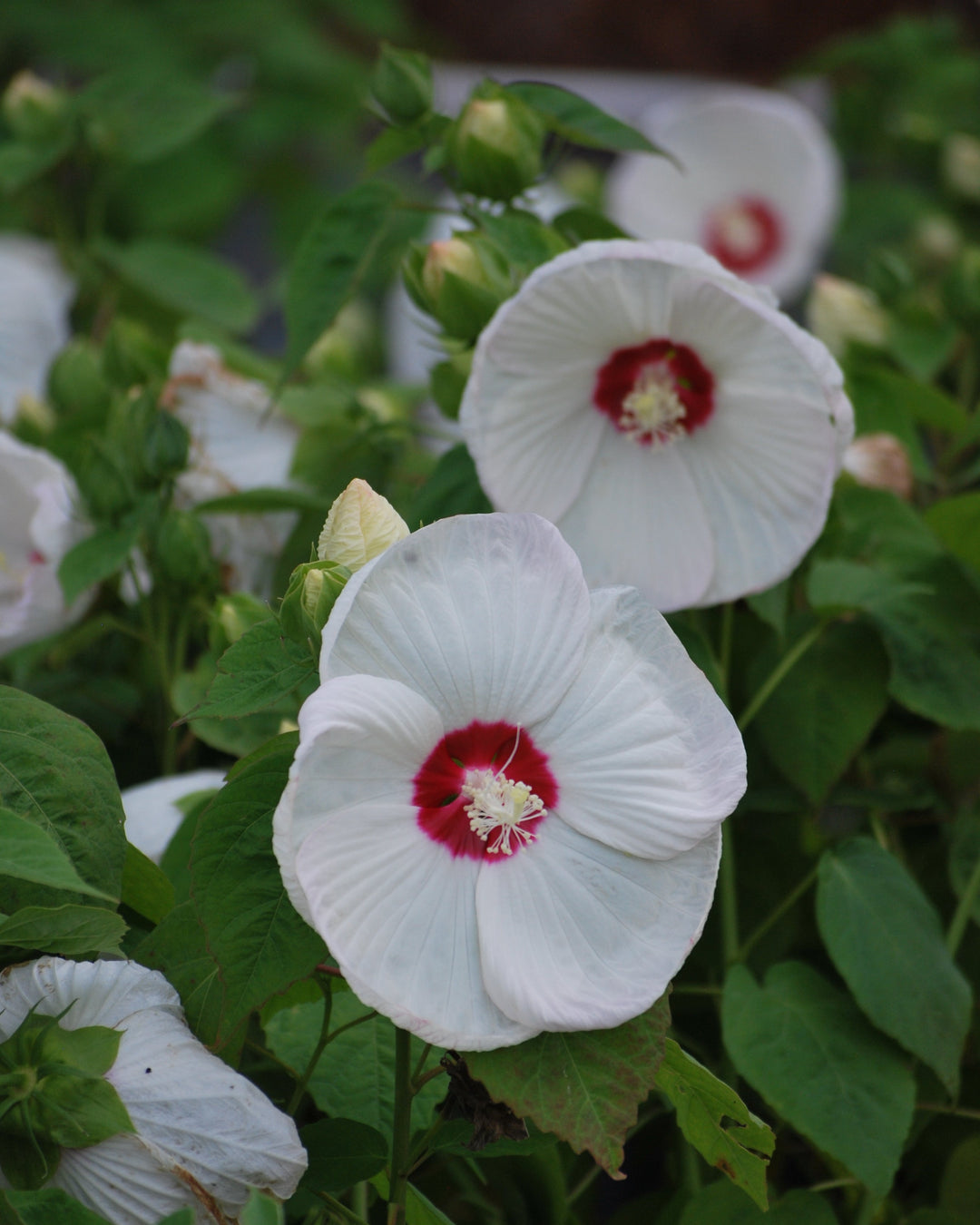 Hibiscus moscheutos Luna White (Hardy Hibiscus)