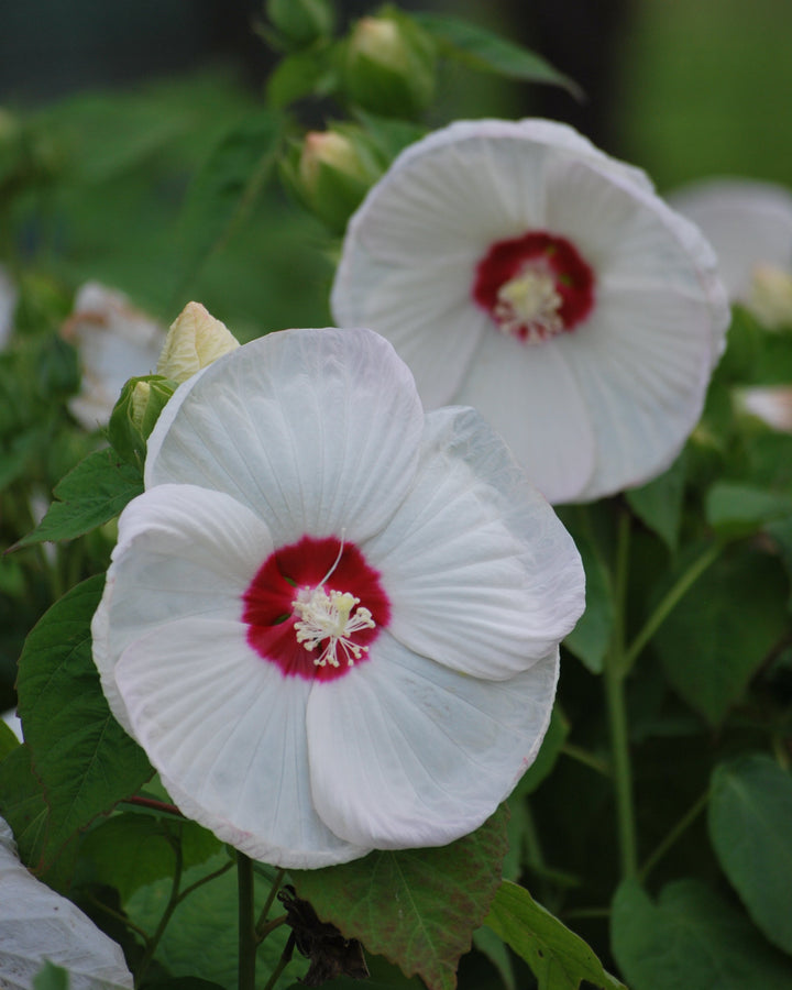Hibiscus moscheutos Luna White (Hardy Hibiscus)