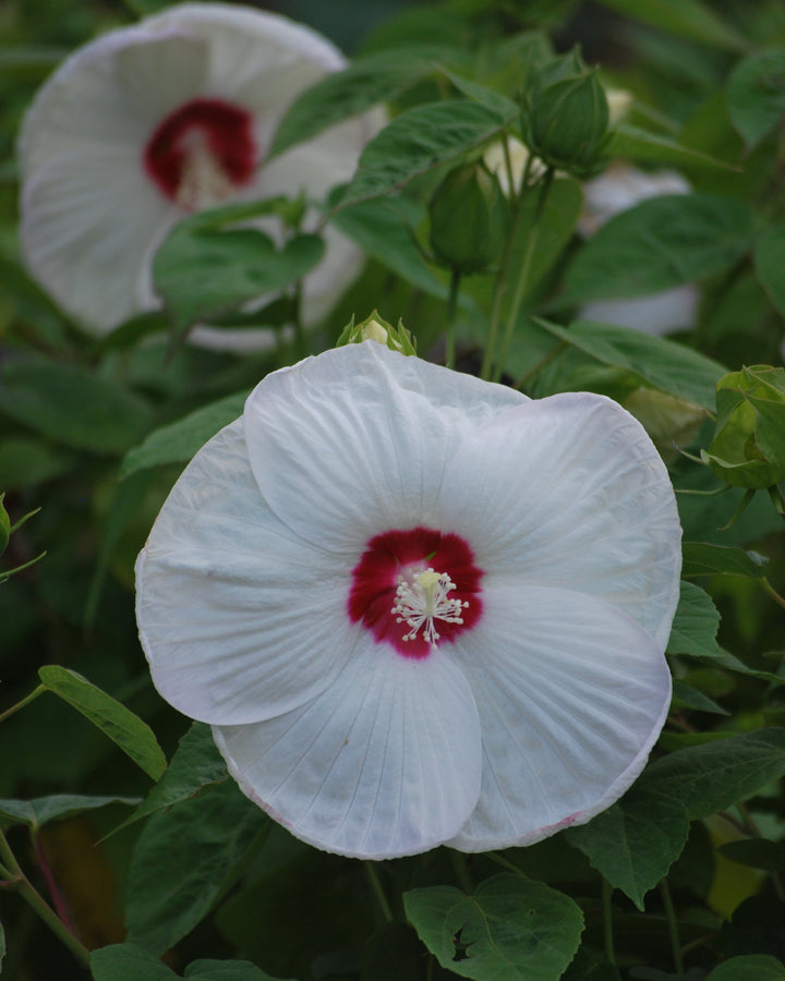 Hibiscus moscheutos Luna White (Hardy Hibiscus)