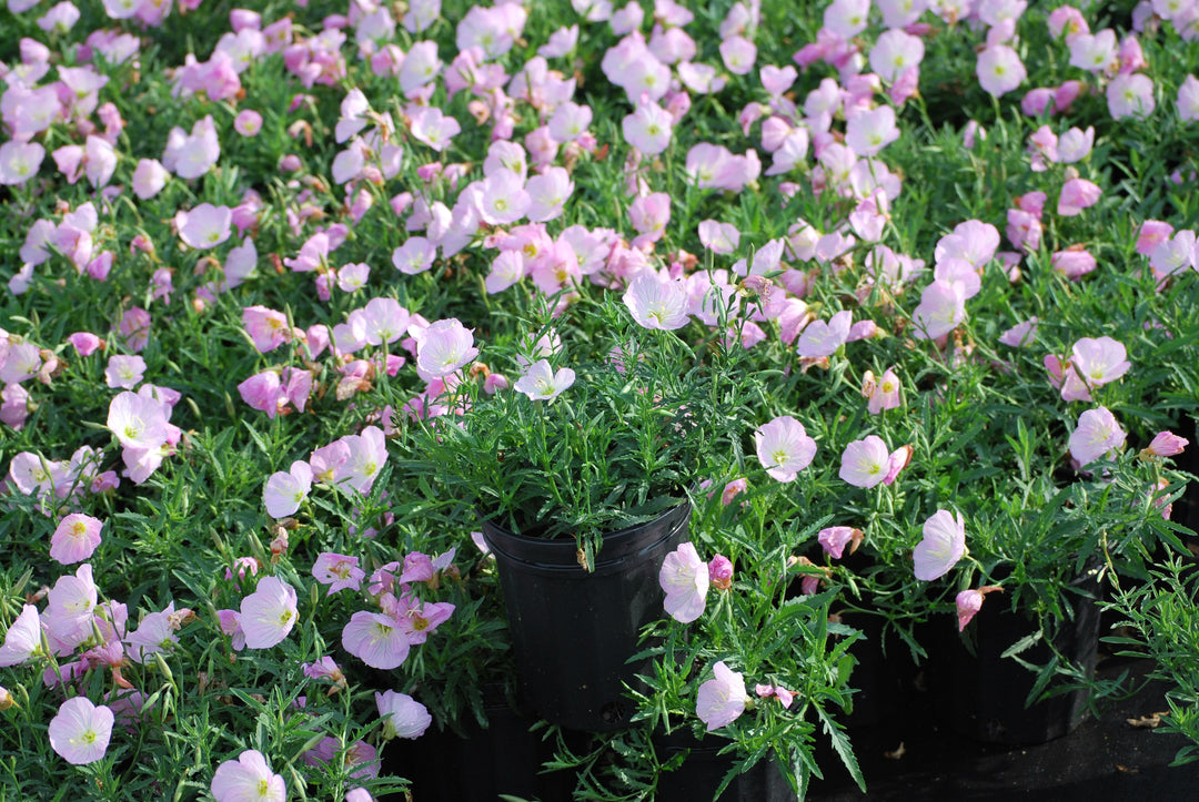Oenothera speciosa 'Siskiyou' (Evening Primrose)