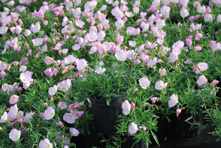 Oenothera speciosa 'Siskiyou' (Evening Primrose)