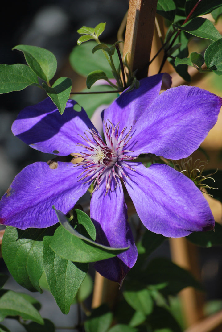 Clematis 'Candy Stripe' (Hybrid Clematis)
